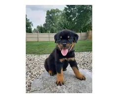 4 Akc Male and female purebred Rottweiler puppies for rehoming - 4