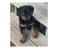 4 Akc Male and female purebred Rottweiler puppies for rehoming - 5