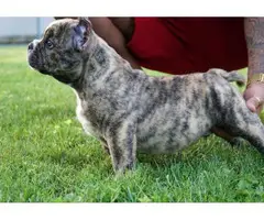 Akc Registered 3 Girls 3 Boys left Purebred American Bully Puppies