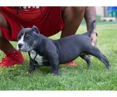 Akc Registered 3 Girls 3 Boys left Purebred American Bully Puppies