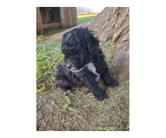 Family raised Schnoodle Puppies