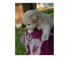 Family raised Schnoodle Puppies - 2