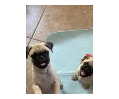 2 boy Pug puppies for a good home