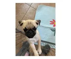 2 boy Pug puppies for a good home - 2