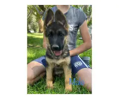 3 AKC German Shepherd puppies for sale