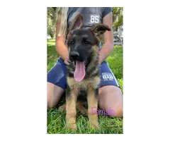 3 AKC German Shepherd puppies for sale - 2