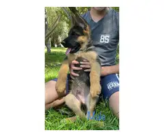 3 AKC German Shepherd puppies for sale - 3