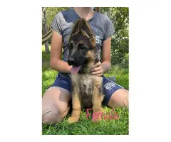3 AKC German Shepherd puppies for sale - 4