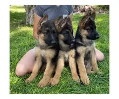 3 AKC German Shepherd puppies for sale - 5
