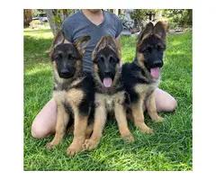 3 AKC German Shepherd puppies for sale - 6