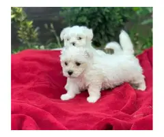 Gorgeous color Maltese puppies for adoption.