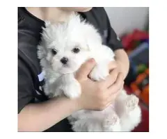 Gorgeous color Maltese puppies for adoption. - 2
