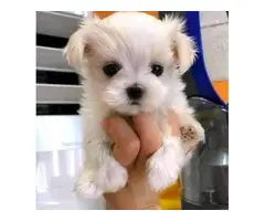 Gorgeous color Maltese puppies for adoption. - 3