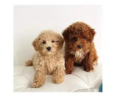 POODLE PUPPIES FOR SALE.