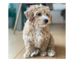 POODLE PUPPIES FOR SALE. - 3