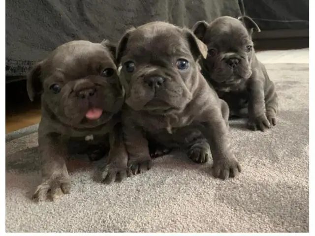 2x Liliac And Tan Female Pups 8 Weeks Old