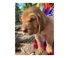 6 AKC Bloodhound puppies - 3