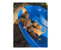 6 AKC Bloodhound puppies - 4