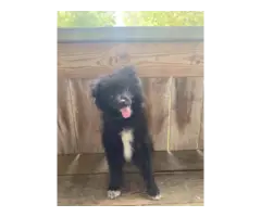 Black Pomeranian Puppy for Sale