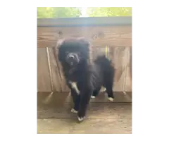 Black Pomeranian Puppy for Sale - 2