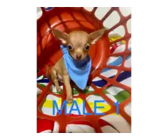 2 Chihuahua boy puppies looking for new homes