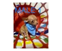 2 Chihuahua boy puppies looking for new homes - 4