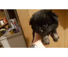 Pomeranian pups for sale - 2