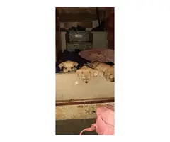Cute Chihuahua Puppies needing a new home - 4