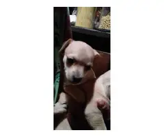 Cute Chihuahua Puppies needing a new home - 5