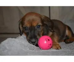 5 Dachshund Puppies for Adoption - 2