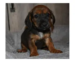 5 Dachshund Puppies for Adoption - 5