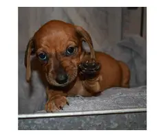 5 Dachshund Puppies for Adoption - 7