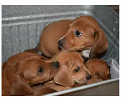 5 Dachshund Puppies for Adoption - 10