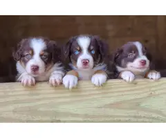 Standard Aussie Puppies for Sale