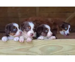 Standard Aussie Puppies for Sale - 3