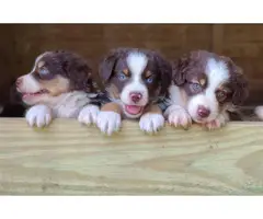 Standard Aussie Puppies for Sale - 4