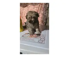 3 Shih poo puppies ready for new home - 2