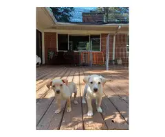 3 healthy and active male Chihuahua puppies - 2