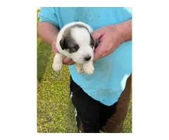 Great Pyrenees puppies for sale - 4