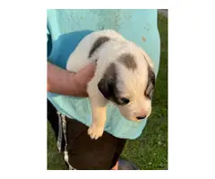Great Pyrenees puppies for sale - 5