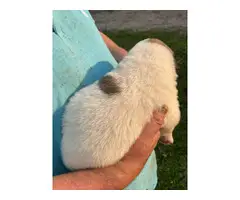Great Pyrenees puppies for sale - 6