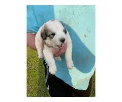 Great Pyrenees puppies for sale - 7