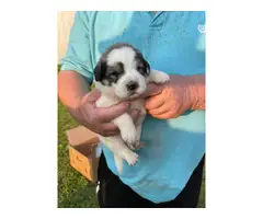 Great Pyrenees puppies for sale - 8