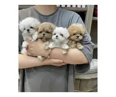 Beautiful Maltipoo puppies for sale - 1