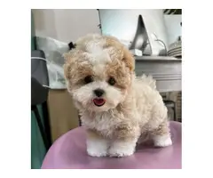 Beautiful Maltipoo puppies for sale - 2