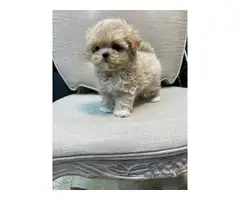 Beautiful Maltipoo puppies for sale - 4