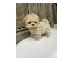 Beautiful Maltipoo puppies for sale - 5