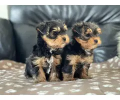 Beautiful Yorkshire puppies