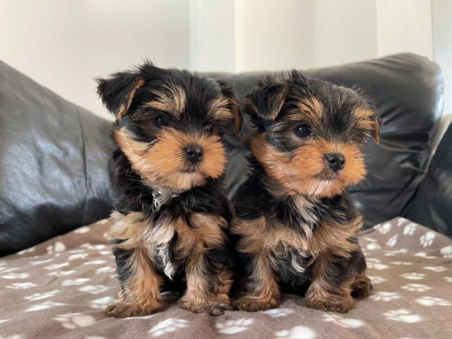 Beautiful Yorkshire puppies Grove City - Puppies for Sale Near Me