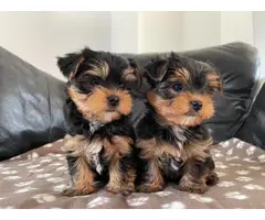 Beautiful Yorkshire puppies - 3